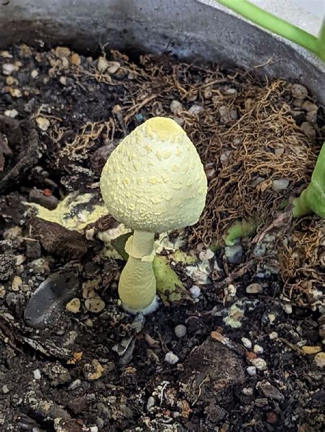 家裡長香菇風水|【盆栽長菇風水】盆栽長菇風水！家裡如有盆栽長出蘑菇，該怎麼。